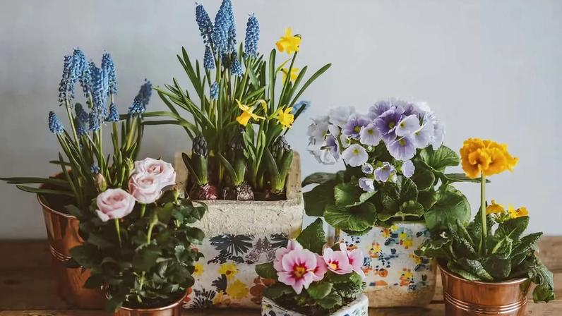Nem água, nem luz: estes detalhes no vaso podem matar sua planta lentamente — Foto: Annie Spratt/Unsplash