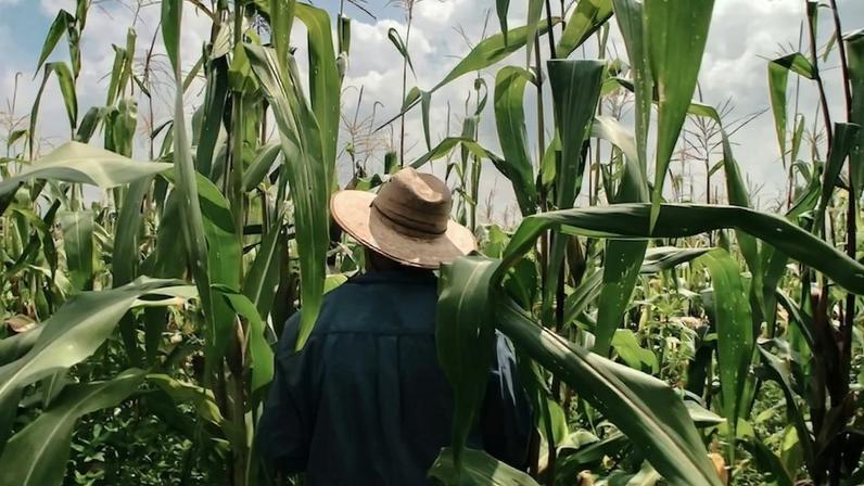 Desenrola 2 é incipiente para dívidas do agronegócio, afirma FPA