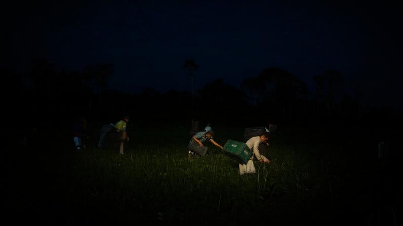 Agricultores familiares fazem colheita manual de feijão-caupi
