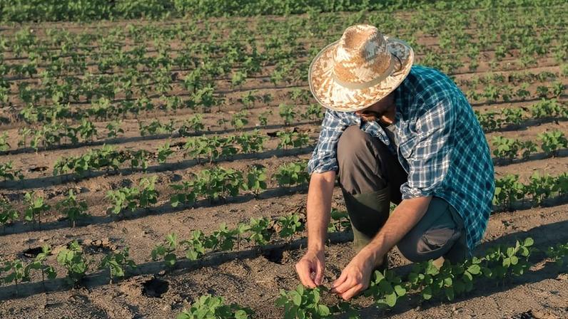 Programa de crédito para agricultura familiar completa 30 anos com críticas à concentração de recursos e à dependência de cadeias produtivas tradicionais.