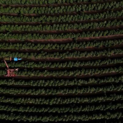 Brasil Colhe 9% da Safra de Café, Ritmo Fica Abaixo da Média Histórica