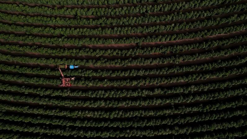 Colheita de frutos de café em plantação perto de Brasília (DF)
