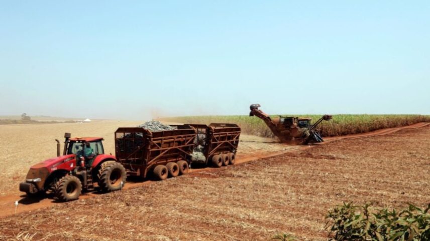 Operação com caminhão de transporte de cana-de-açúcar em um campo na usina