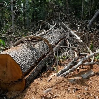 CMN adia restrição de crédito rural em áreas de desmatamento
