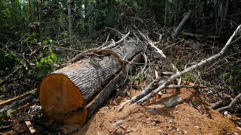 Área desmatada na Floresta Nacional Bom Futuro em Rio Pardo, Rondônia