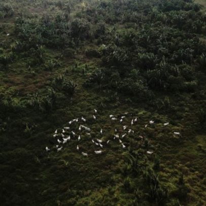 Hábitos de consumo de carne na China podem proteger a Amazônia
