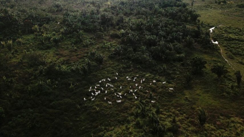 Vista aérea mostra gado caminhando em uma área da floresta amazônica que foi desmatada