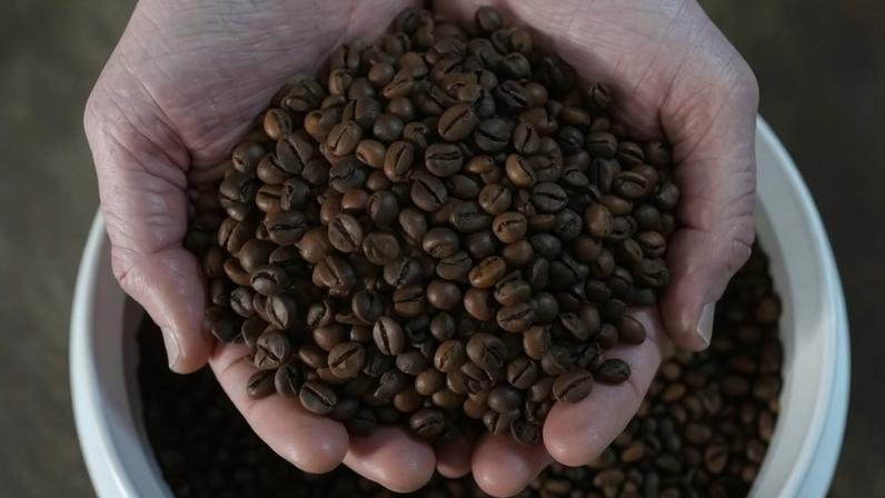 Café robusta do Brasil em São Domingos do Norte, Espírito Santo, Brasil