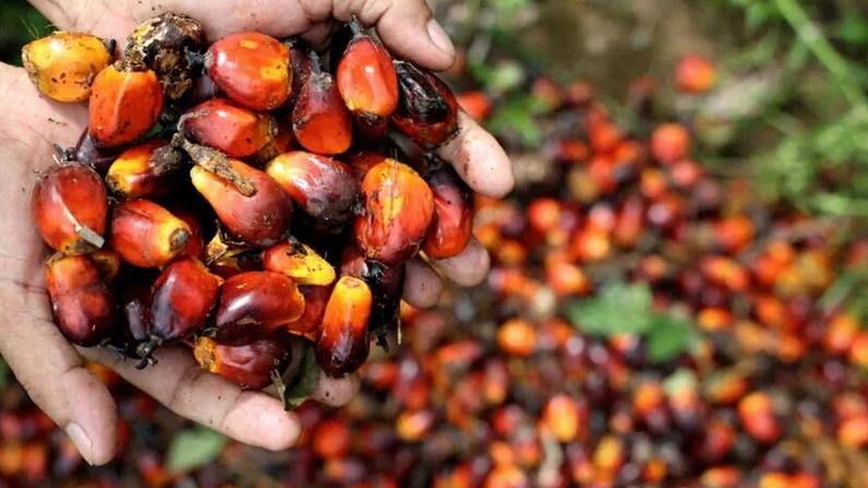 Frutos de dendê em uma plantação na aldeia Hanjalipan, Kotawaringin Oriental, província de Kalimantan Central, Indonésia