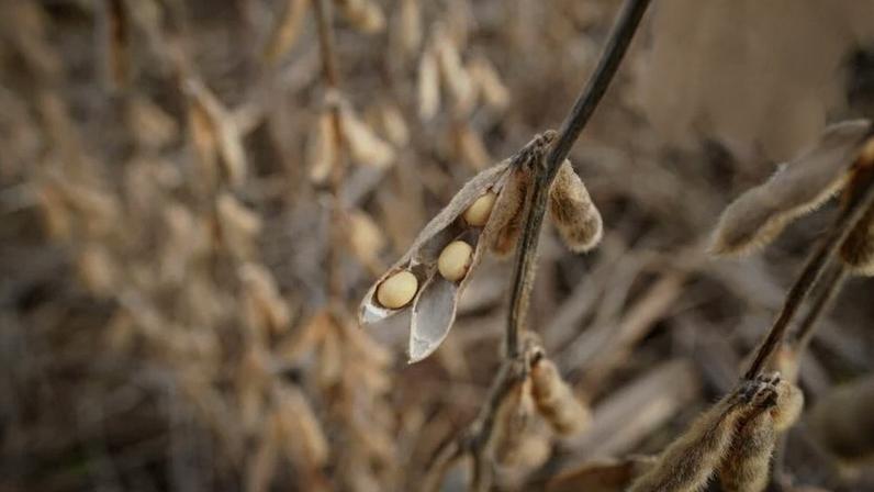 REUTERS/Bryan Woolston Grãos de soja em um campo na Fazenda Hodgen em Roachdale, Indiana, EUA