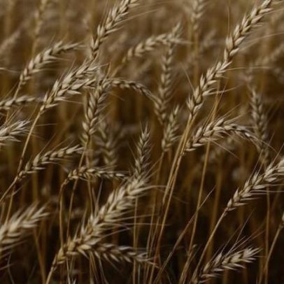 Brasil projeta trigo importado em 2026 e reduz dependência do cereal argentino