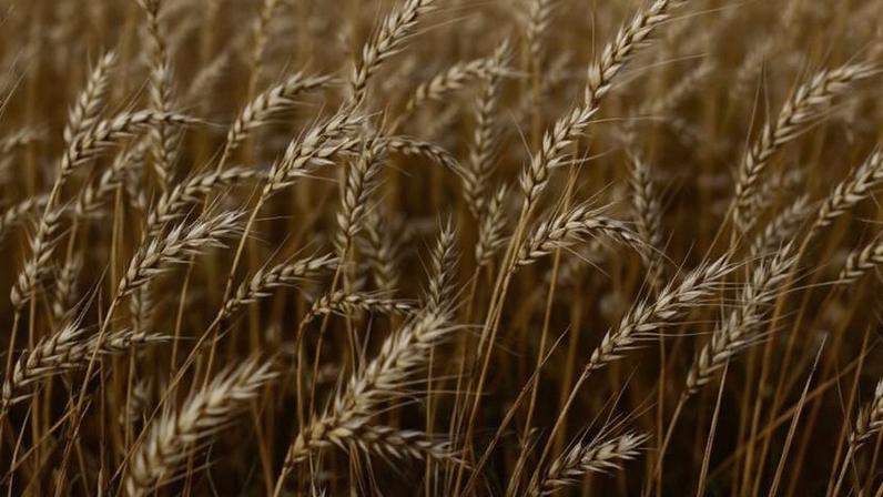 Plantações de trigo a serem colhidas este ano, em Arapongas, Brasil