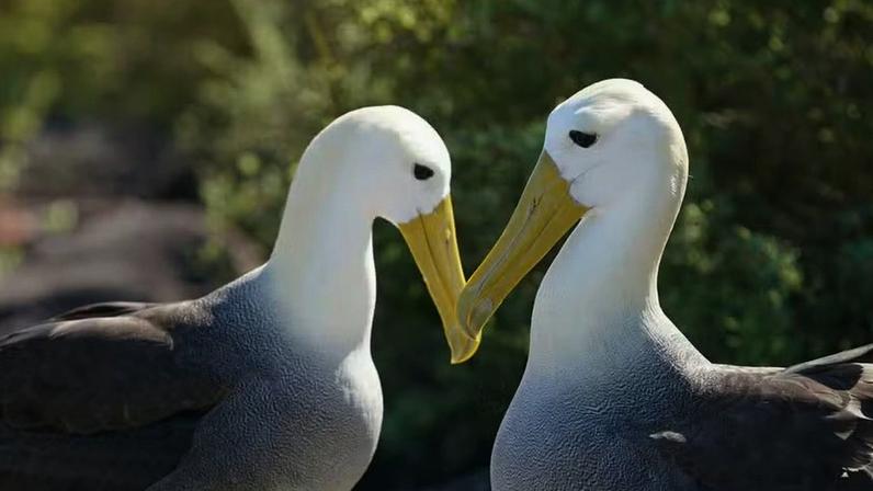 Casal de Albatrozes-de-Galápagos (Phoebastria irrorata). — Foto: Unplash/Public Domain