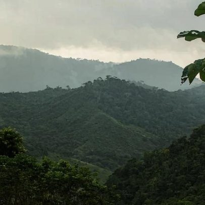 Mata Atlântica registra menor desmatamento em 40 anos e recebe restauração produtiva