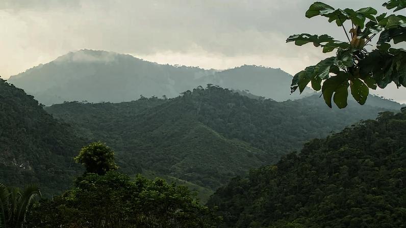 Mata Atlântica do Parque Nacional do Alto Cariri Guaratinga, na Bahia — Foto: Marcelino Dias/Flickr/Creative Commons
