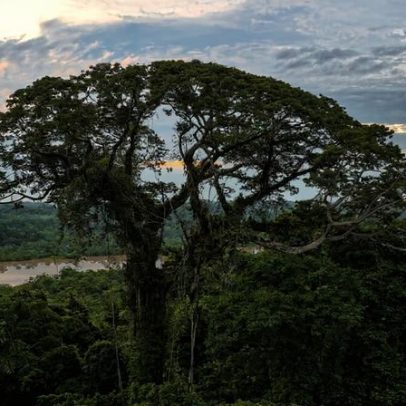 O presidente pode salvar a Amazônia? (comentário)