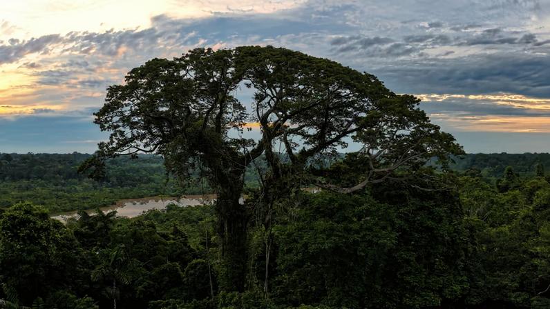 O presidente pode salvar a Amazônia? (comentário)