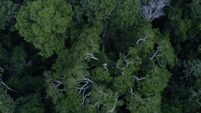 A inteligência humana, quando desafiada pelos problemas ecológicos, cria tecnologias e encontra boas soluções, diz o articulista