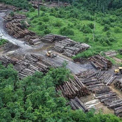 Amazônia registra desmatamento zero em 67% das áreas protegidas