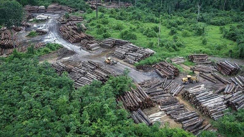 Abril de 2026 computou 175 km² de floresta destruídos, 25% a menos do que o apurado no mesmo mês de 2025