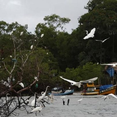 Governo cria programa para combater crimes na Amazônia