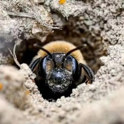 Estudo analisa colmeia de 5,5 milhões de abelhas sob cemitério em Nova York