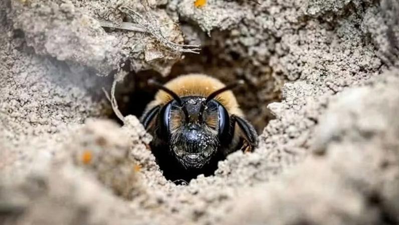 Fêmea de Andrena regularis na entrada do ninho no Cemitério East Lawn, em Nova York