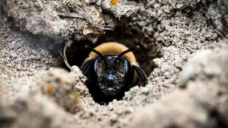 Fêmea de Andrena regularis na entrada do ninho no Cemitério East Lawn, em Nova York