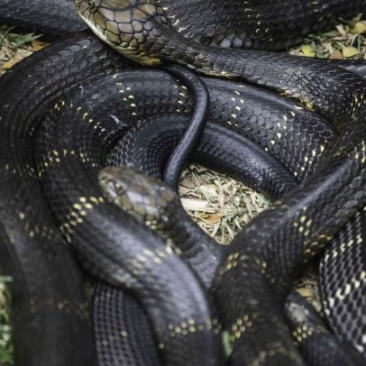 Cobra-do-mar-pelágio: o que é e como funciona seu veneno