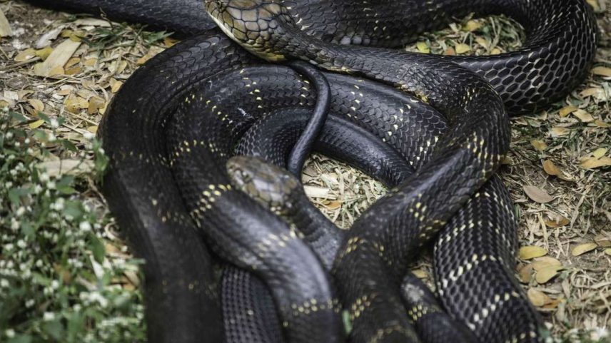 Cobra-do-mar-pelágio é bem venenosa
