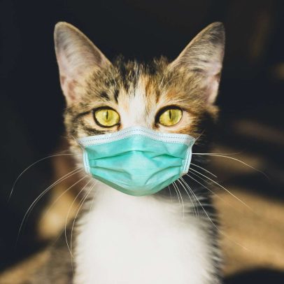 O que foi a antropausa, o  momento em que os humanos se trancaram em casa e os animais mudaram de comportamento
