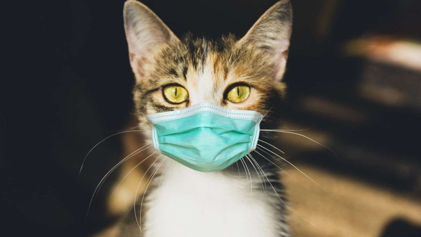 O que foi a antropausa, o  momento em que os humanos se trancaram em casa e os animais mudaram de comportamento