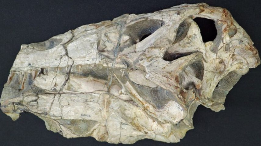 crânio de um dinossauro carnívoro chamado Irritator challengeri