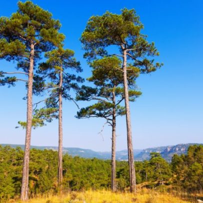 O verde como reputação: sustentabilidade que molda a imagem empresarial