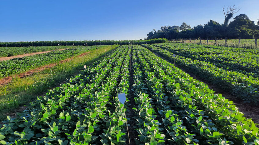Plantio de soja com estruvita em Santo Augusto (RS)
