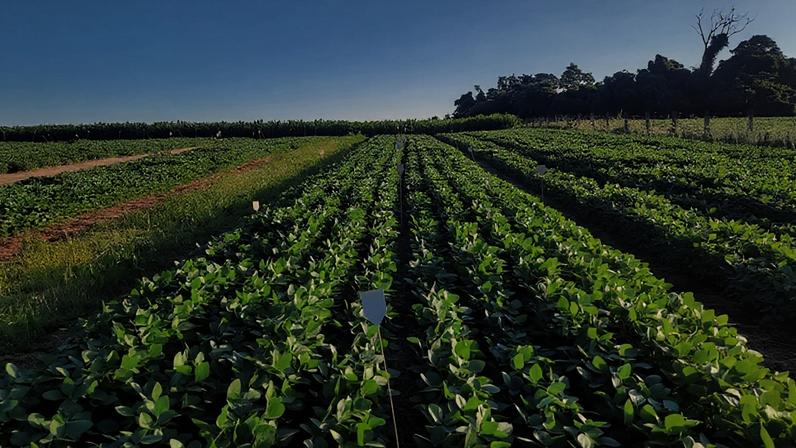 A agropecuária teve saldo negativo de 8.378 postos de trabalho, puxado pela desmobilização nos cultivos de soja