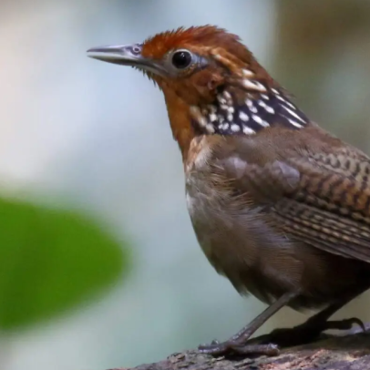 Amazônia perde seu canto com desaparecimento de aves até em áreas preservadas, aponta pesquisa brasileira