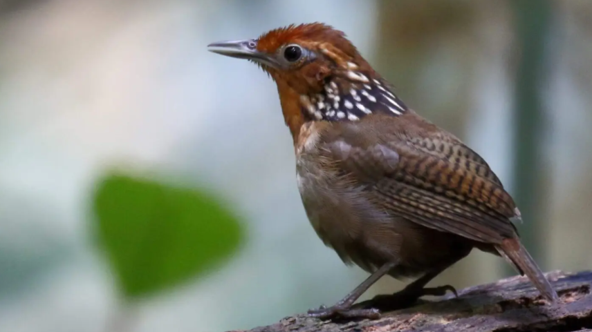 Amazônia perde seu canto com desaparecimento de aves até em áreas preservadas, aponta pesquisa brasileira