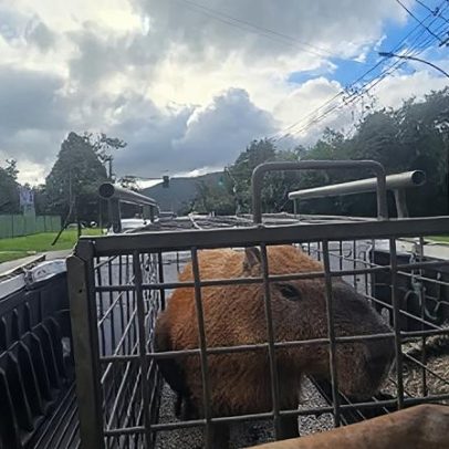 Capivara espancada no RJ é solta em reserva natural após tratamento