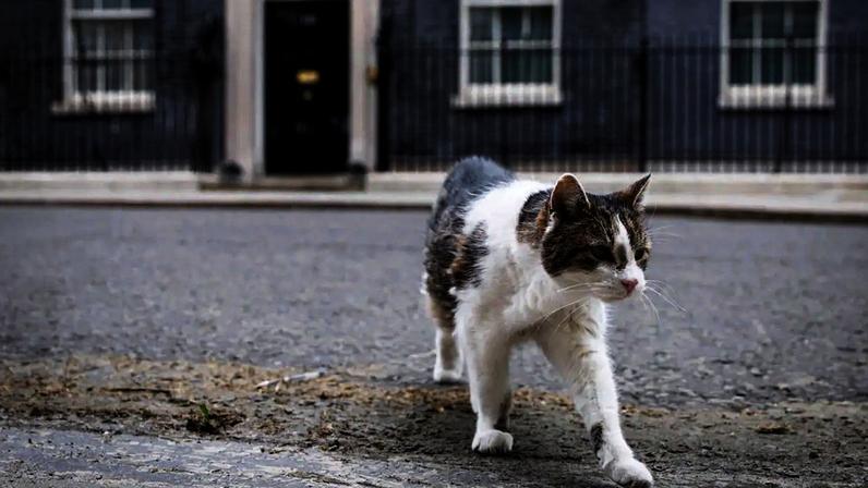 O gato Larry, mascote do governo britânico, caminha em frente ao número 10 de Downing Street, em Londres, residência oficial do premiê do Reino Unido (Foto: TOLGA AKMEN/EFE/EPA)