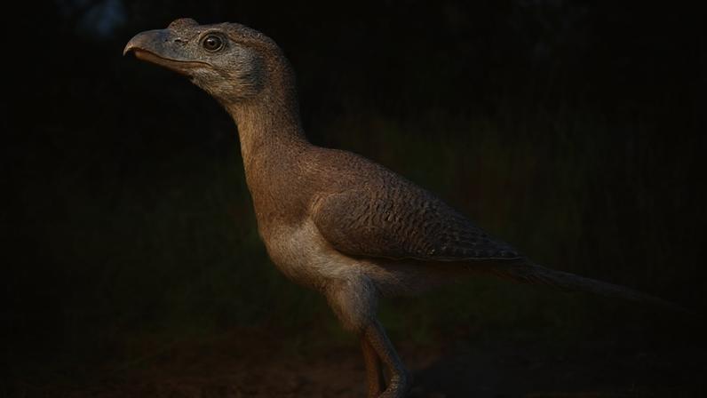 Fragmento ósseo encontrado em caverna da Bahia permitiu identificar uma nova espécie de ave do terror que viveu no Brasil durante o Pleistoceno.