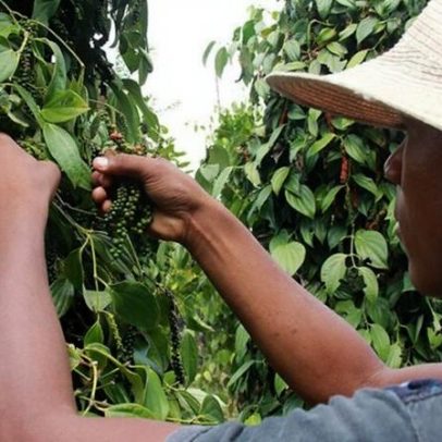 Bactérias elevam cultivo de pimenta-do-reino, aponta estudo