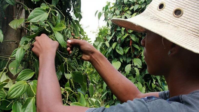 identificação dos microrganismos pode auxiliar na expansão e no aumento da produtividade da pimenta-do-reino sem o uso intensivo de fertilizantes químicos
