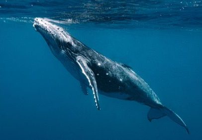 Baleia percorre mais de 15 mil km entre Bahia e Austrália e quebra recorde