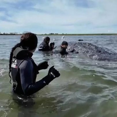 Baleia encalhada na Alemanha é solta no mar após resgate