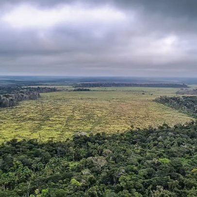 Desmatamento no Brasil cai 20,6% em 2025, mostra levantamento