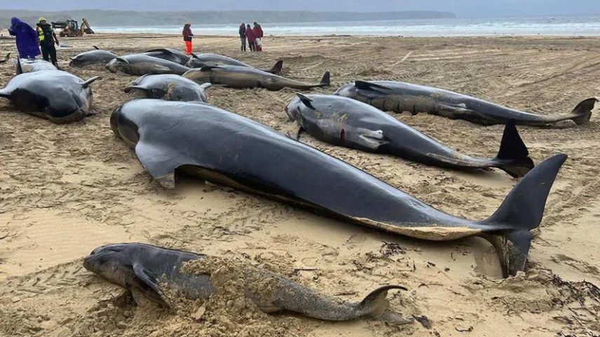Baleias-piloto encalhadas no incidente de 2023, na Ilha de Lewis, na Escócia