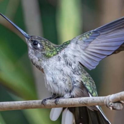 Exposição Beleza Alada sobre aves chega ao Museu Regional de Montes Claros