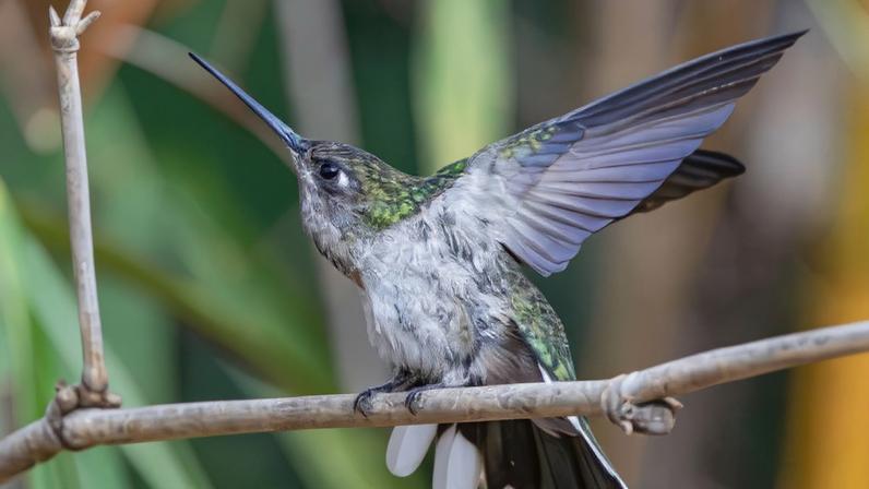 “Beleza Alada”: exposição fotográfica sobre aves chega ao Museu Regional de Montes Claros