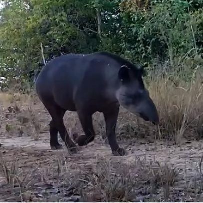 Reserva do Cerrado abriga e monitora os cinco maiores mamíferos